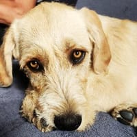 Fanta, Hündin zur Adoption