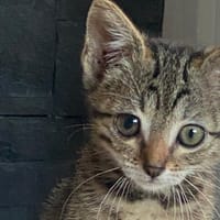 Opale [Chaton], chatte à adopter
