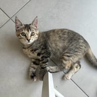 SAMBA, chatte à adopter