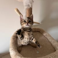 NORI, chat à adopter