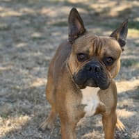 Bistro CAA15864, chien à adopter