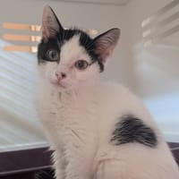 RAFIKI, chat à adopter