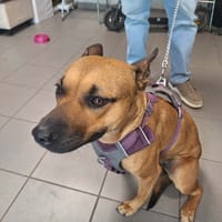 RUBY, chienne à adopter