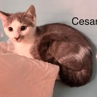 Cezar, chat à adopter