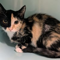 Cocotte [Chaton], chatte à adopter