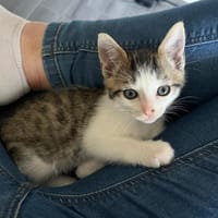LUMI, chat à adopter