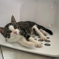 ARTURETTE, chatte à adopter