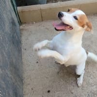 ROCKY, chien à adopter