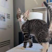 Fanta, chat à adopter
