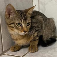 ENJOY, chatte à adopter