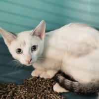 LONDUBAT, chat à adopter