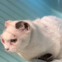 PILPA, chatte à adopter