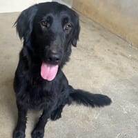 Nala (en cours d'adoption), chienne à adopter