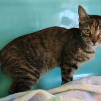 TIMOUN, chatte à adopter