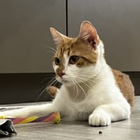 ACANTHE, chatte à adopter