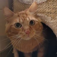 ELWIN, chat à adopter