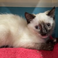 CATPUCCINO, chatte à adopter