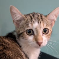 Natoo [Chaton], chatte à adopter