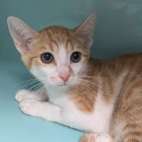 Inox [Chaton], chat à adopter