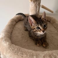 MISO, chatte à adopter