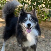 Baloo CAA15862, chien à adopter