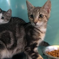 CARAMELLA, chatte à adopter
