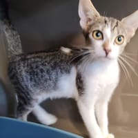 MISTY, chatte à adopter