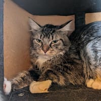 MARRY, chatte à adopter