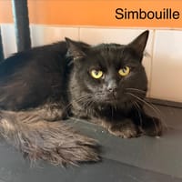 Simbouille, chat à adopter
