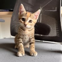 MOKA, chatte à adopter