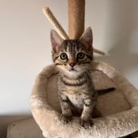 SORA, chatte à adopter