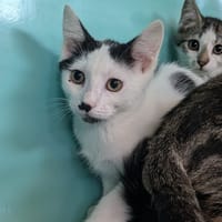 GLACIA, chatte à adopter