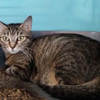 RACLETTE, chatte à adopter