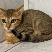 ARMAN, chat à adopter