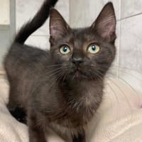 LEZY, chatte à adopter