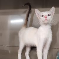 MAGOT, chat à adopter