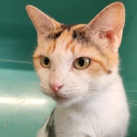 HELENE, chatte à adopter