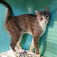 MAGGY, chatte à adopter