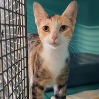 SATURNE, chatte à adopter