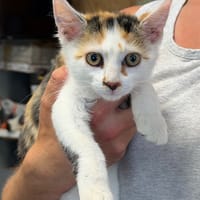 BEBE, chatte à adopter