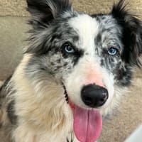 LILOU, chienne à adopter