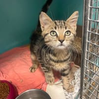 CRUMBLE, chat à adopter