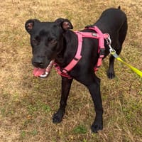 AZOORA, chienne à adopter