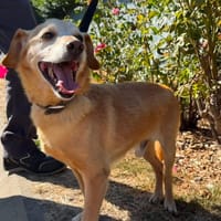 VOYOU, chien à adopter