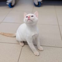 Tao, chat à adopter