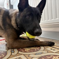 MAX, chien à adopter
