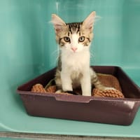flash, chat à adopter