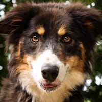 TORTILLA, chienne à adopter