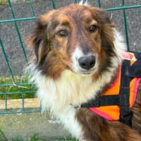 LANGOUSTINE, chienne à adopter