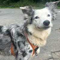 OUPS, chienne à adopter